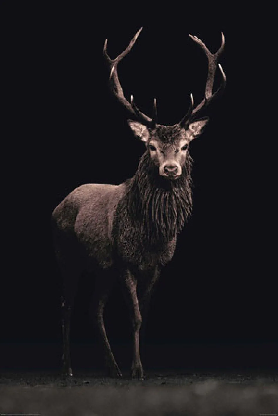 Poster Hirsch, 61 x 91 cm