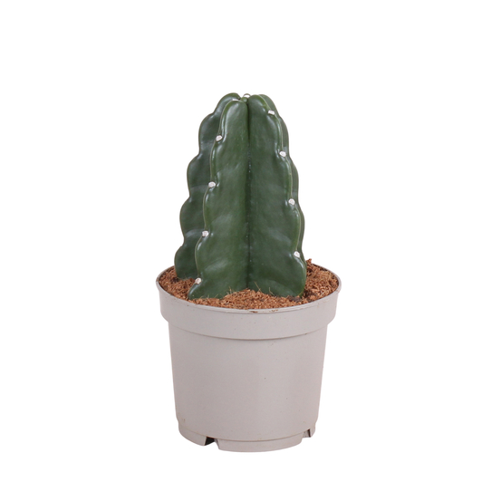 Cactus Cuddly - pot D12cm