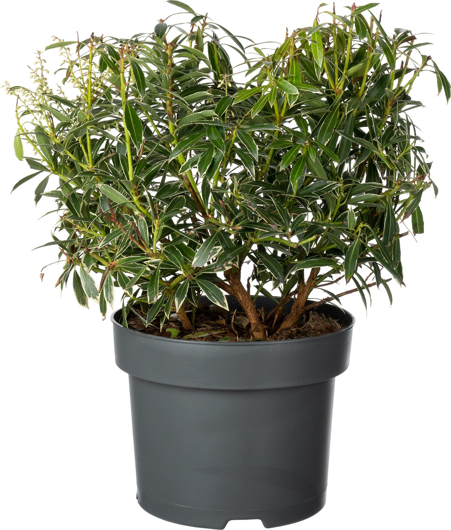 Rotsheide (Pieris japonica 'Flaming Silver') D 23 H 30 cm