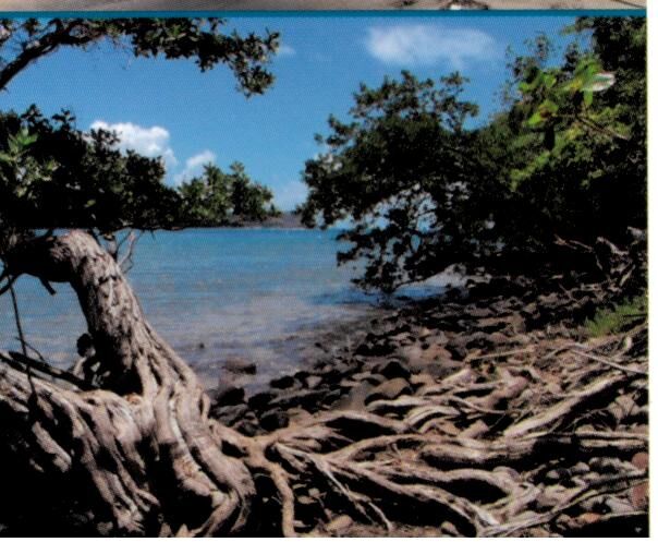 EDITIONS DAKOTA - MARTINIQUE ENTRE TERRE ET MER