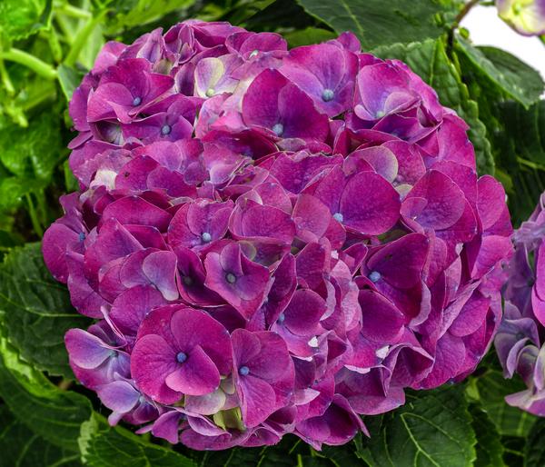Hortensie - Hydrangea macrophylla 'Ningbo'