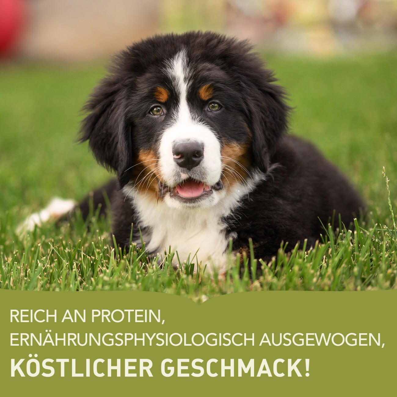 ACANA Puppy Large Breed 11,4 kg