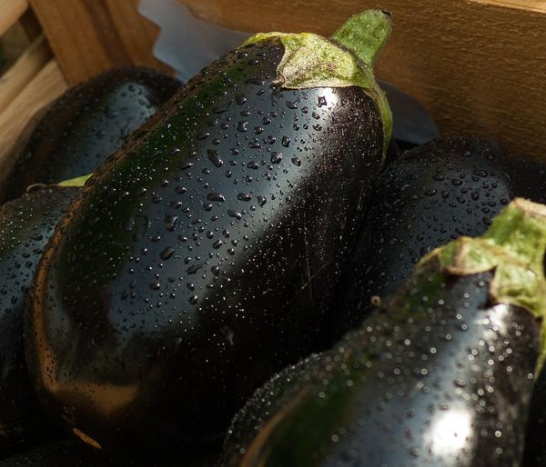 Aubergine
