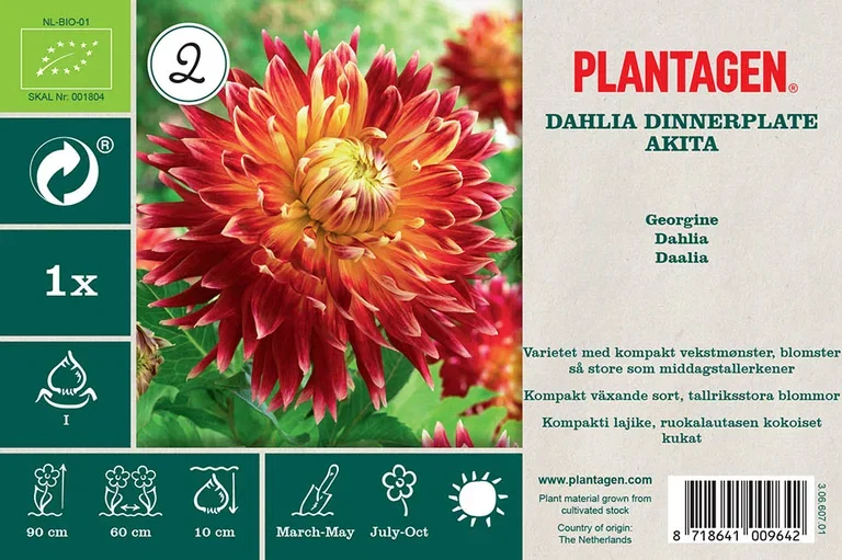 Dahlia x pinnata 'Akita' Dekorativ georgine ‘Akita’