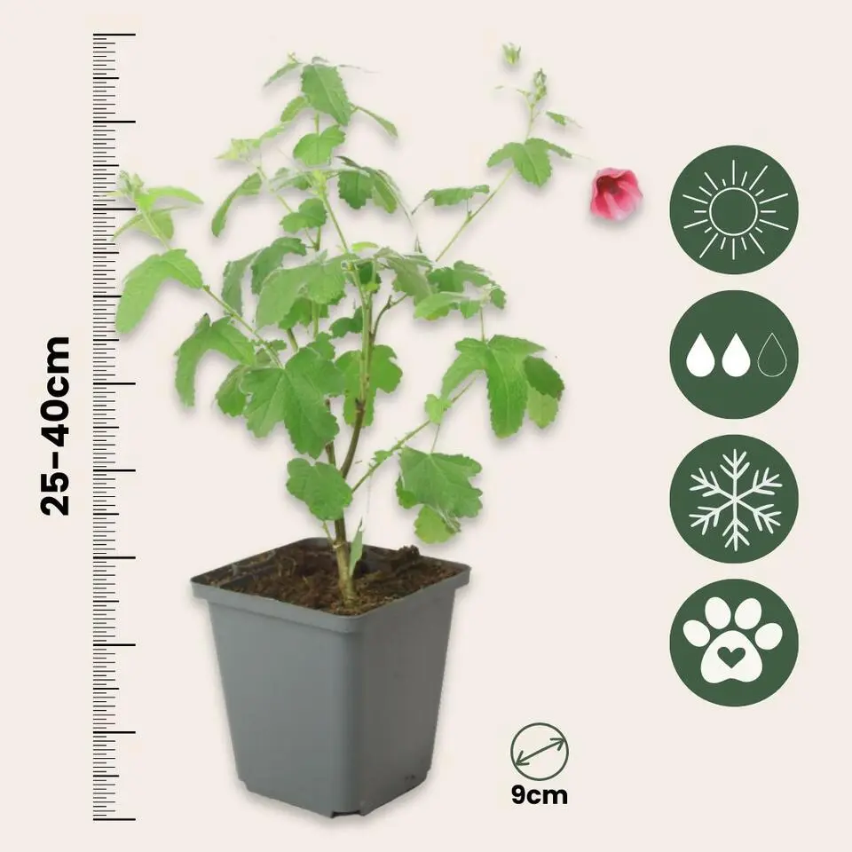 Kaapse malva - Set van 6 - Anisodontea 'El Rayo' - Hoogte 25-40cm - ⌀9cm