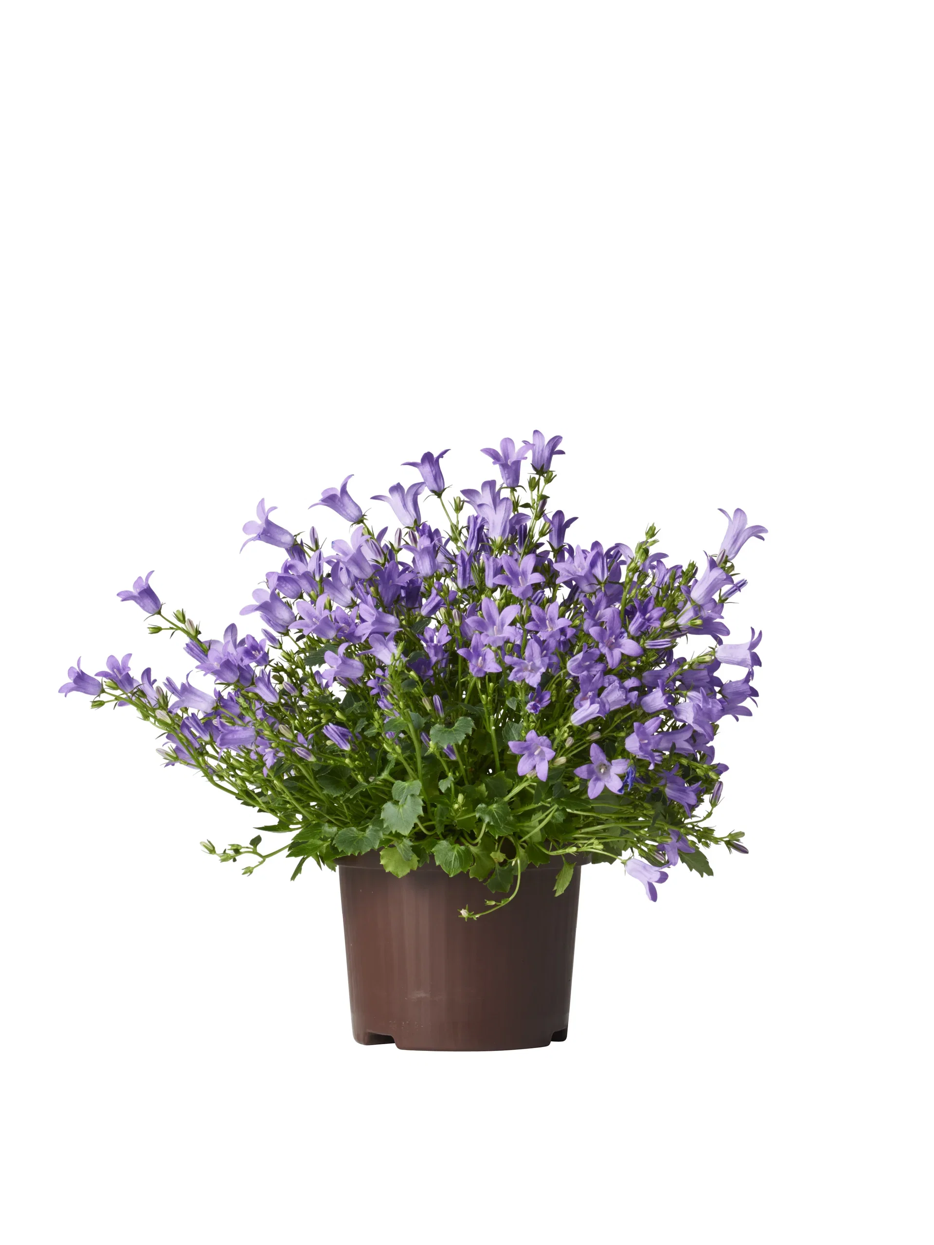 Campanula portenschlagiana GET MEE ('Pkmp01') Krypklokke 'Get Mee' Ø10,5 cm