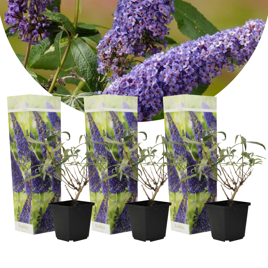 Arbustes à papillons - buddleja purple - set de 3 - pot 9cm - hauteur 25-40cm