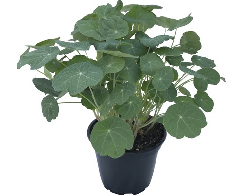 Biologische Oost-Indische kers FloraSelf Biologische Tropaeolum majus Ø 12 cm Pot