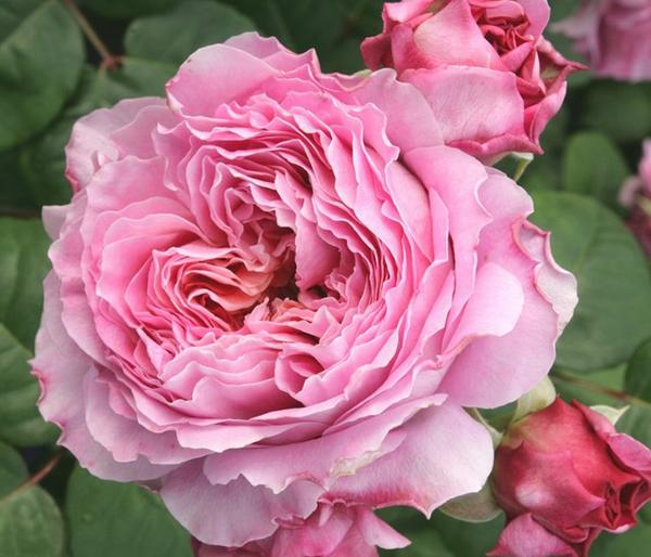 Nostalgie®-Edelrose 'Eisvogel®'