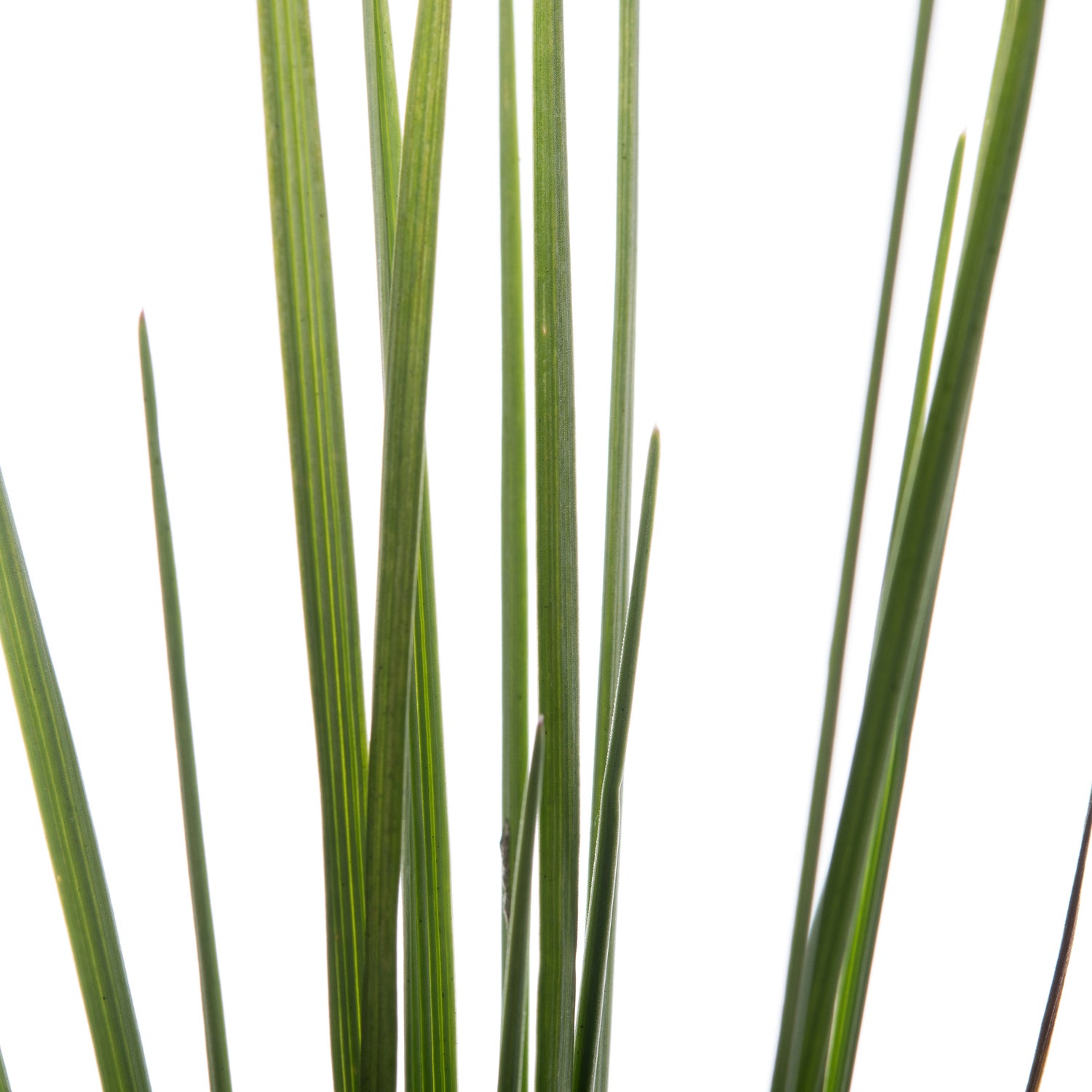 Fakkelgras (Koeleria glauca) D 11 H 10 cm