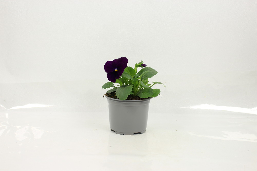 Plant de pensee pot 10,5 cm