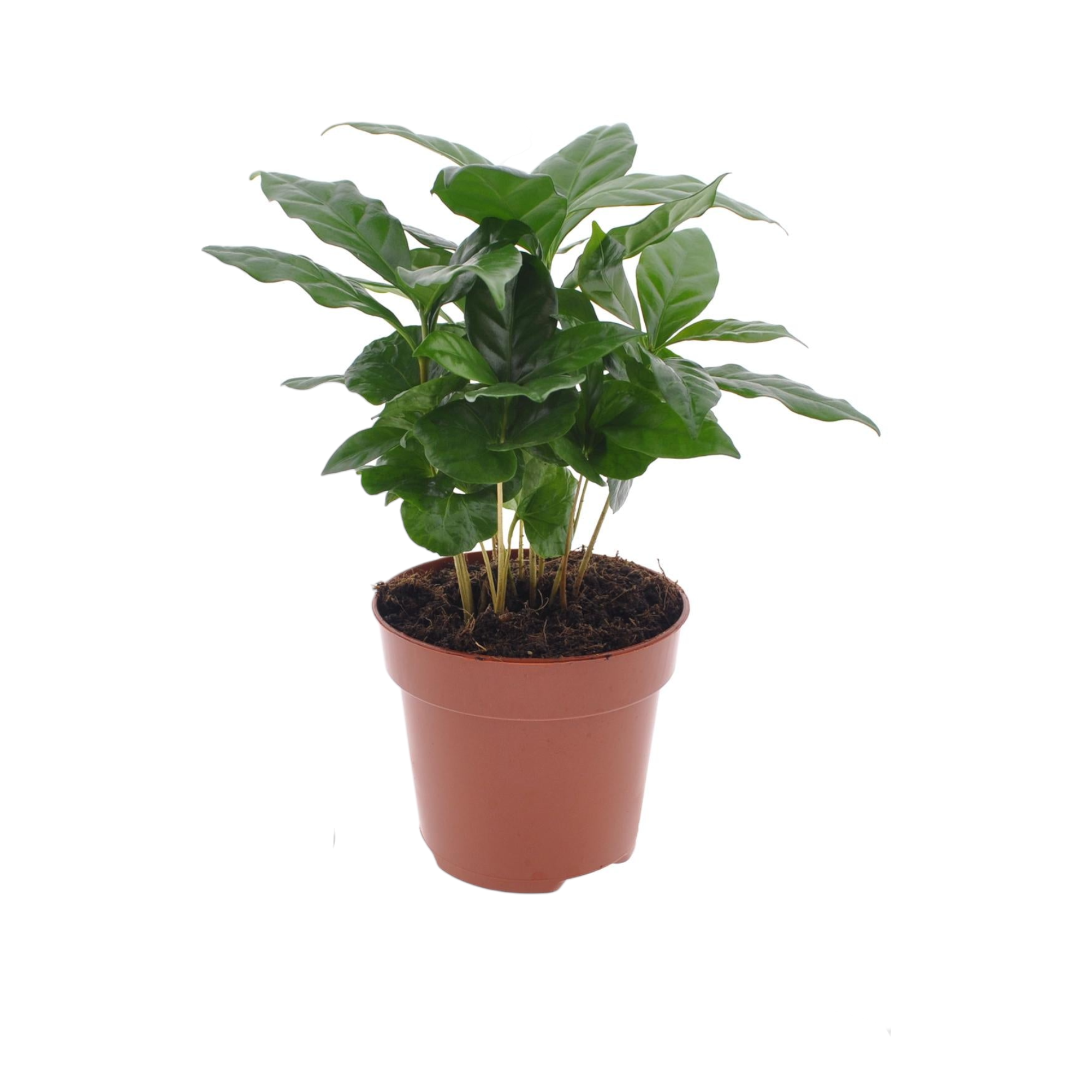 Plante d'intérieur - caféier 30.0cm