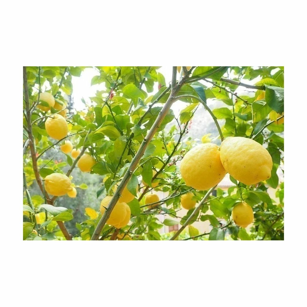 Terreau bio pour agrumes et plantes méditerranéennes 40 l 40 litres