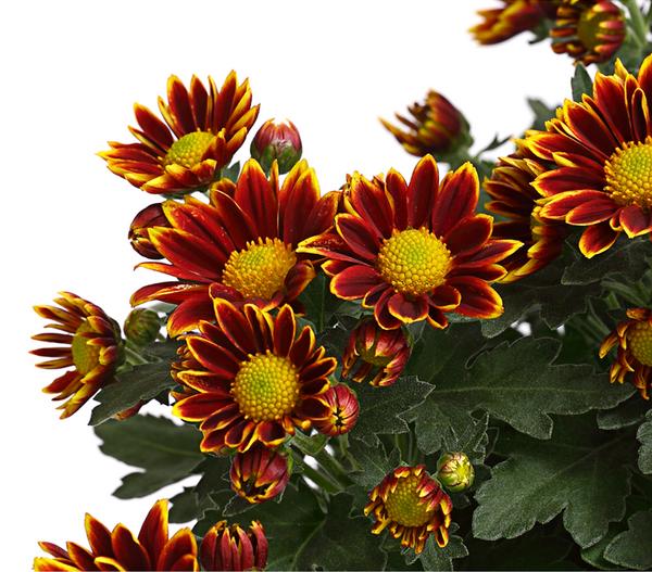 Garten-Chrysantheme, Sonderfarben