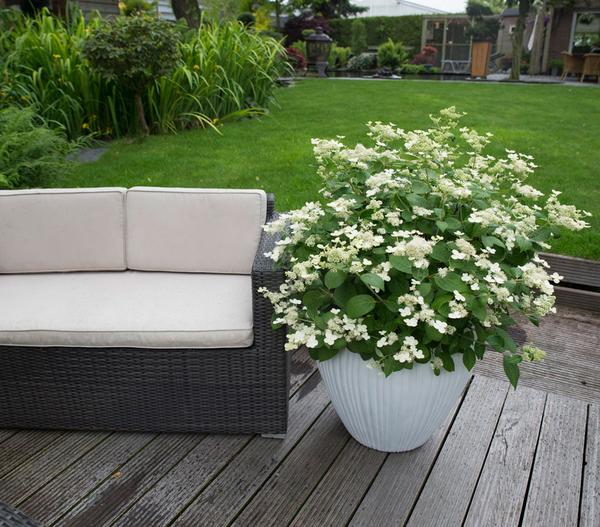 Rispen-Hortensie 'Prim White'