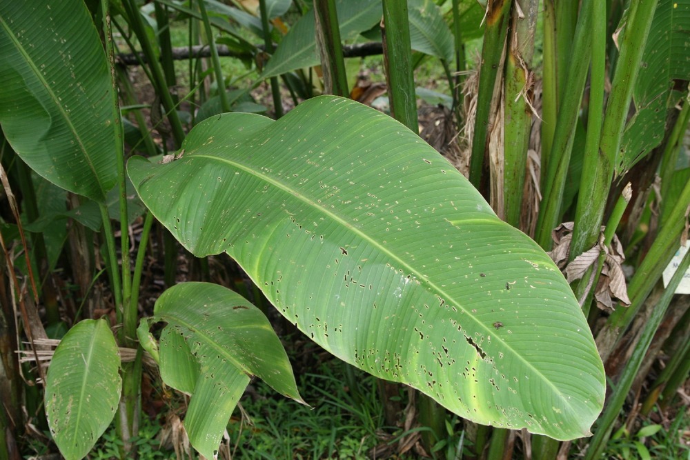 Bananier à fleurs - 8 graines - musa velutina