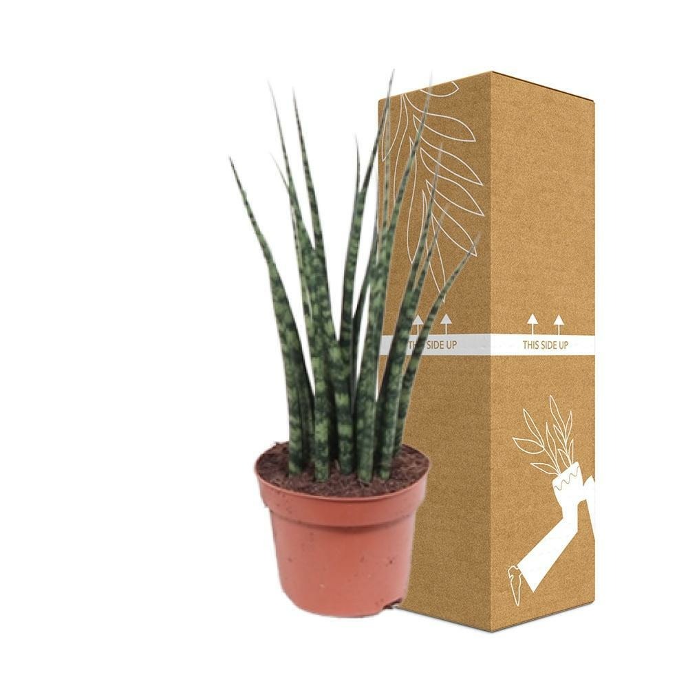 Plante d'intérieur - sansevieria 'fernwood mikado' 40.0cm