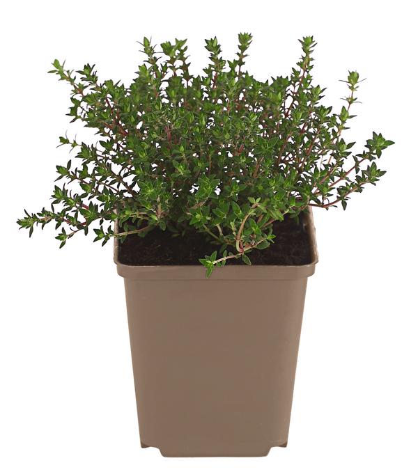 Thymian