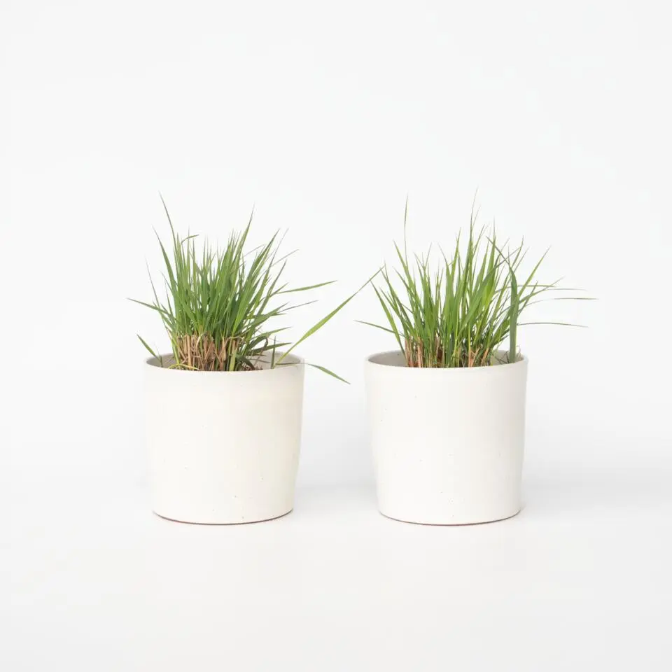 Vingergras - Set van 2 - Panicum virgatum 'Heavy Metal' - Hoogte 40-60cm - ⌀23cm