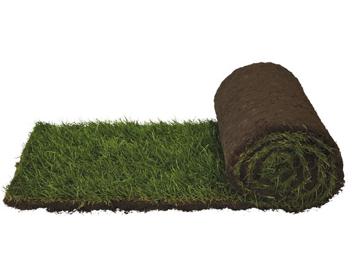 Premium gerold graszoden, bestelhoeveelheid 30-39 m², dagelijks vers gesneden