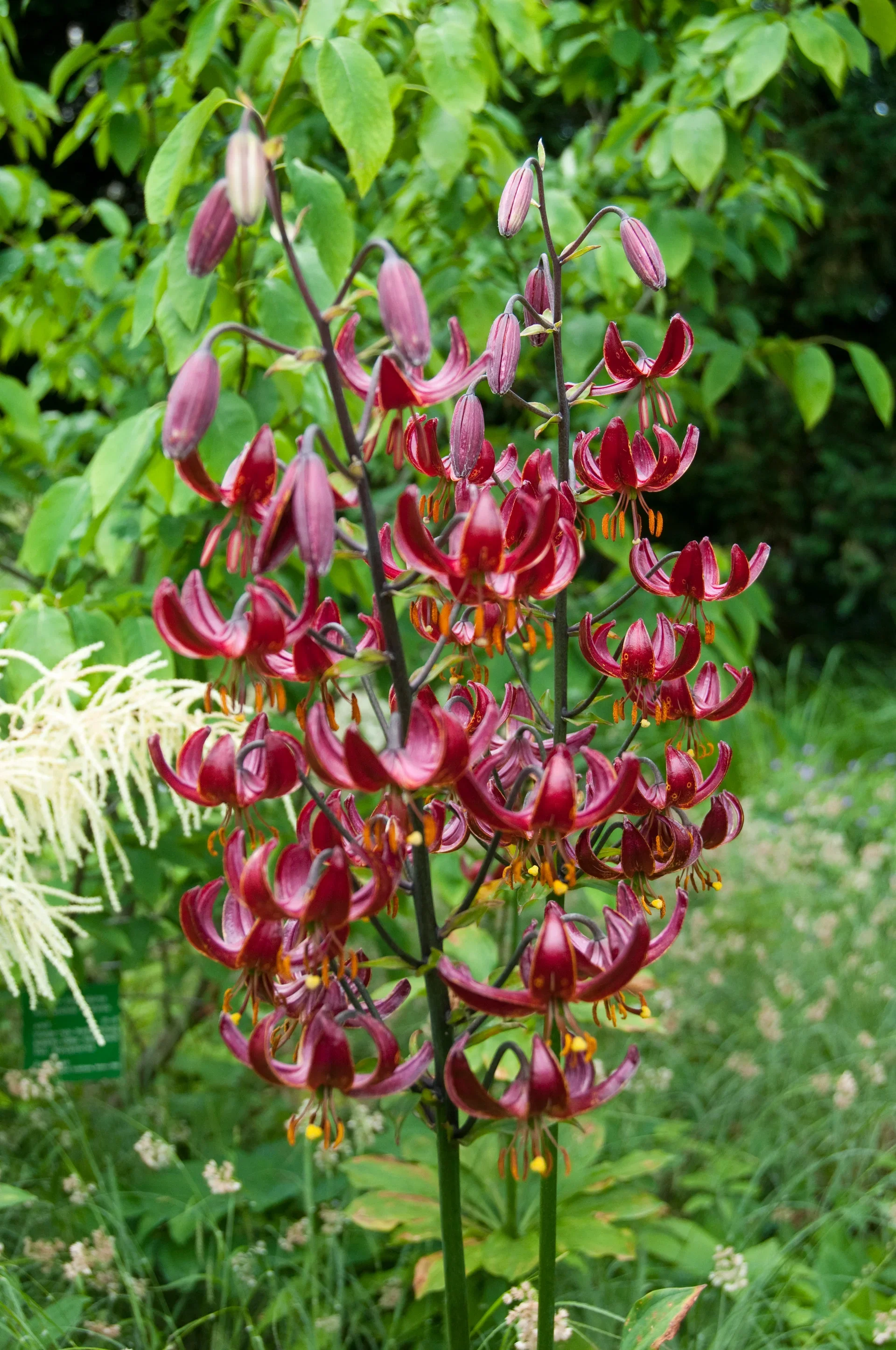 Lilium (Martagon-Group) 'Claude Shride' Martagonlilje 'Claude Shride'