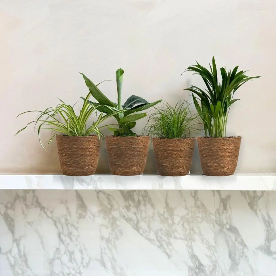 Huisdiervriendelijke kamerplanten - Set van 4 met mandjes - H.25-40cm - ⌀12cm