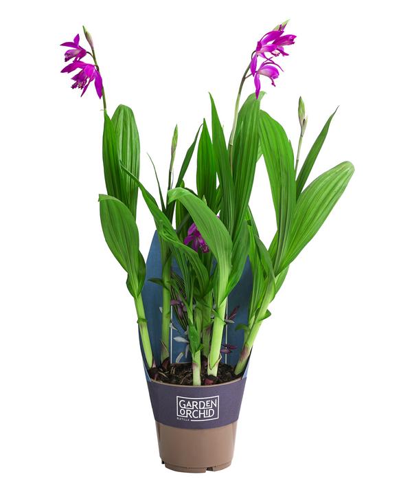 Japanorchidee - Bletilla striata