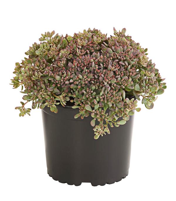 Fetthenne 'Red Canyon'