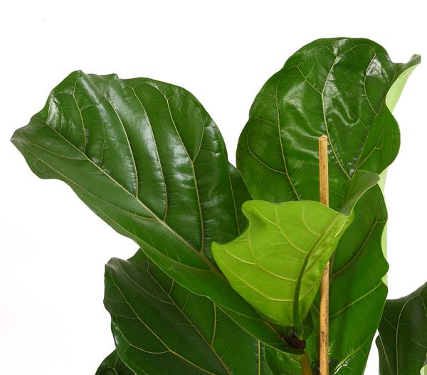 Geigenfeige - Ficus lyrata 'Bambino'