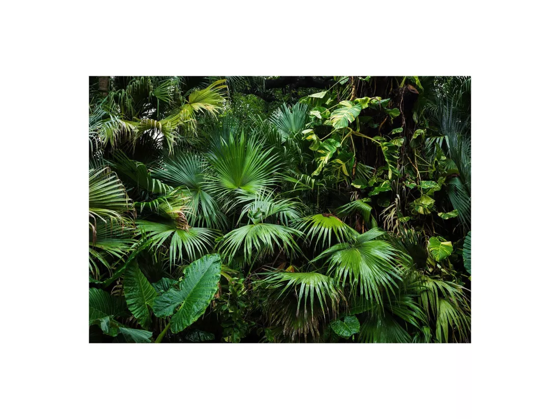 Papier peint jungle ensoleillée - 400 x 280 cm