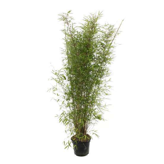 Bambou non-traçant fargesia angustissima - pot de 5 L