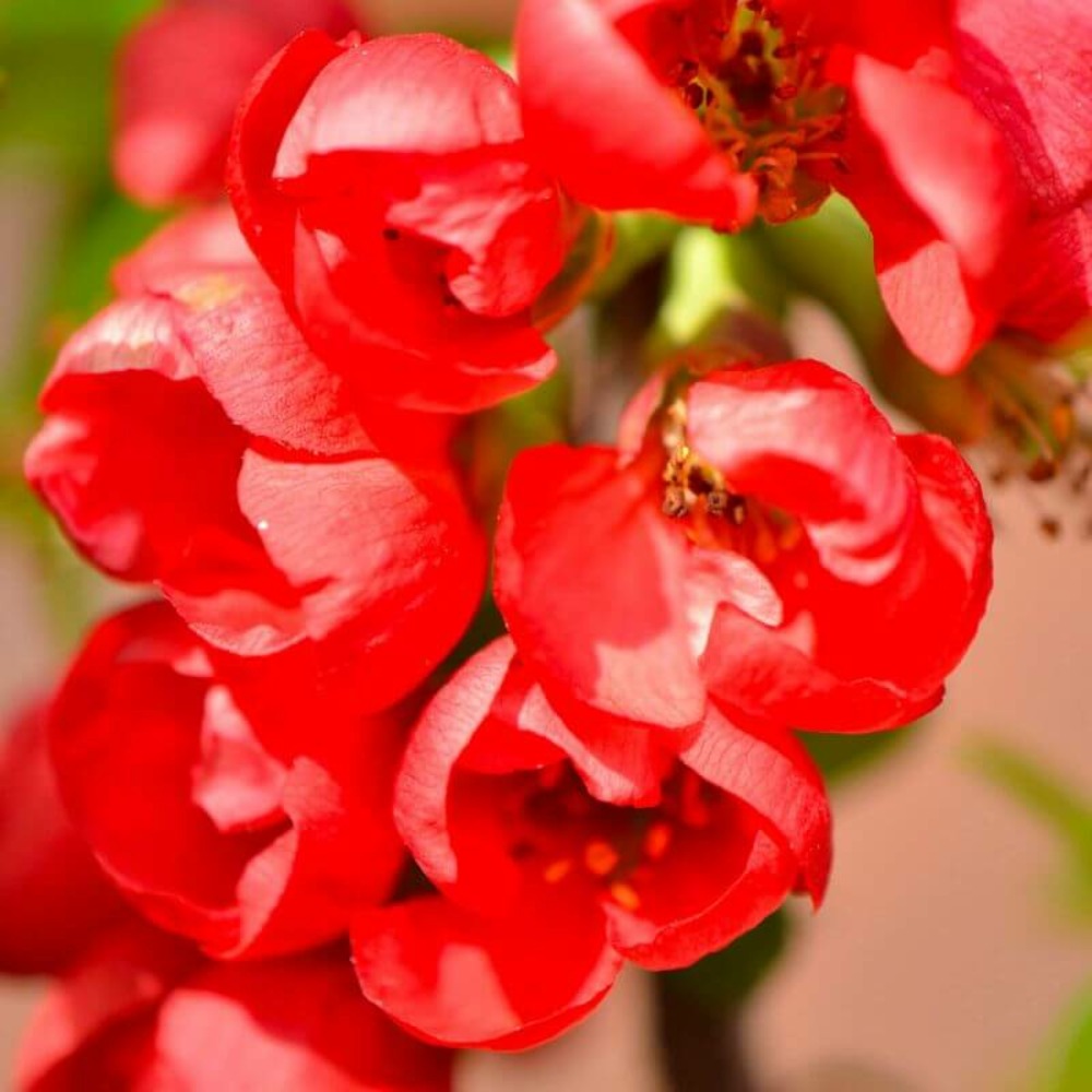 Cognassier du japon 'rubra' (chaenomeles speciosa) - godet - taille 10/15cm