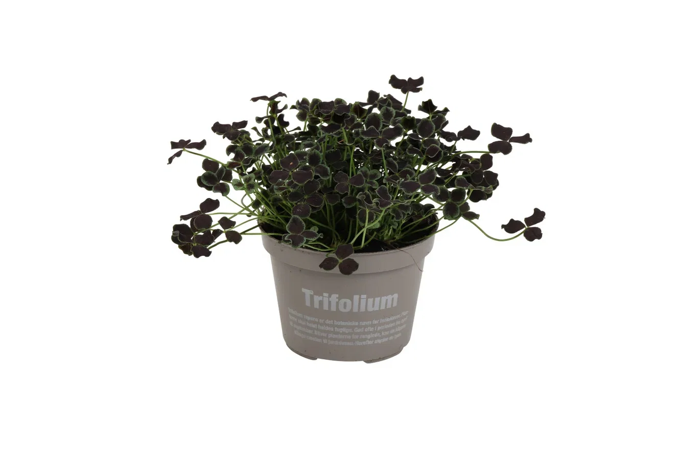 Trifolium repens 'Dark Debbie' 10,5 cm Kløver 'Dark Debbie' Ø10,5 cm
