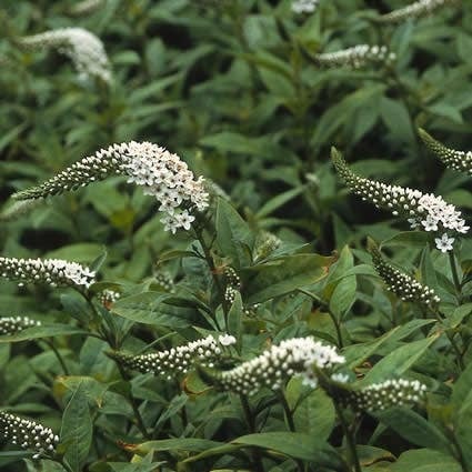 Wederik (Lysimachia clethroides) D 9 H 10 cm
