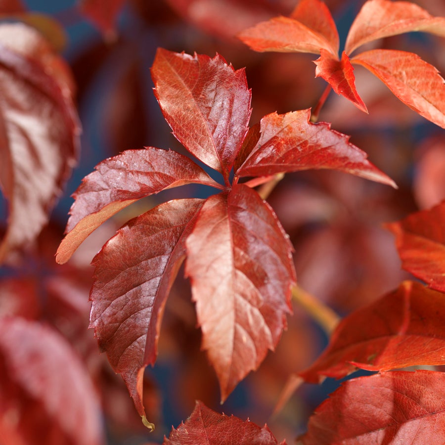 Wilde wingerd (Parthenocissus quinquefolia) D 16 H 75 cm