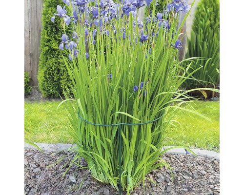 Plantensteun, set van 3, Wilk, 37 x 37 x 115 cm, groen