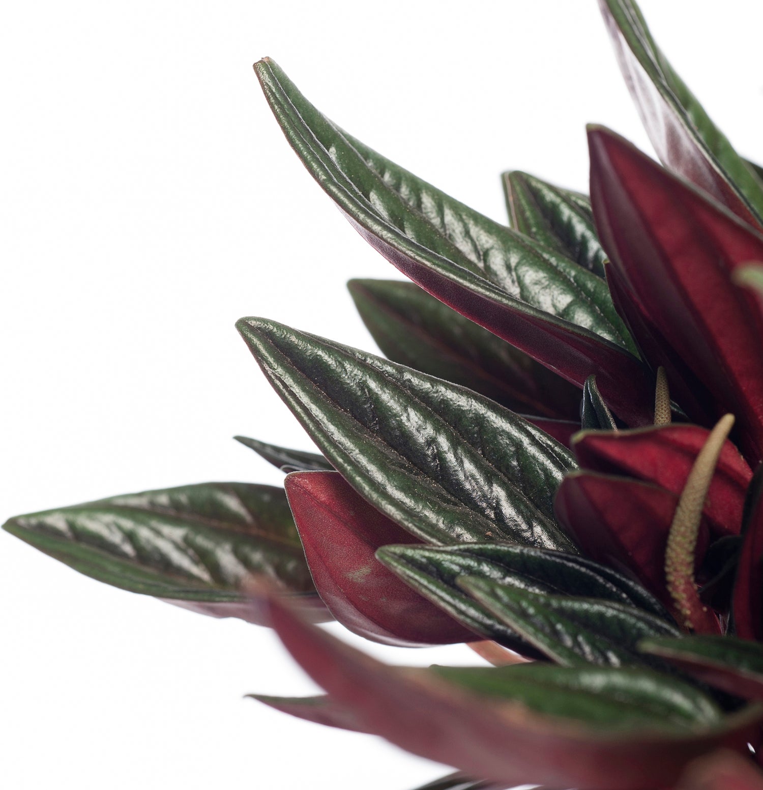 Peperomia (Peperomia caperata 'Rosso') D 12 H 20 cm