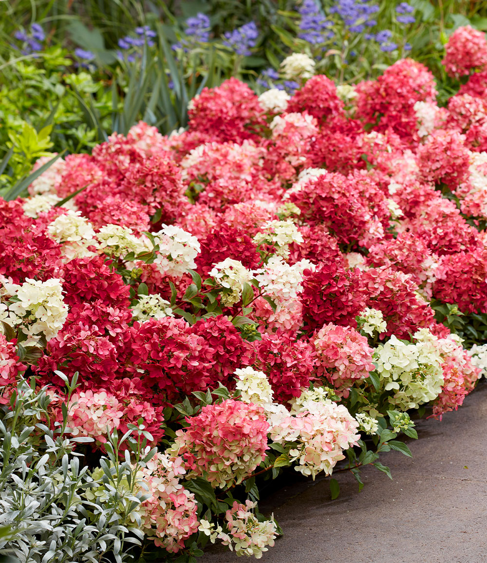 Niedrige Hortensie 'Groundbreaker® Ruby®'