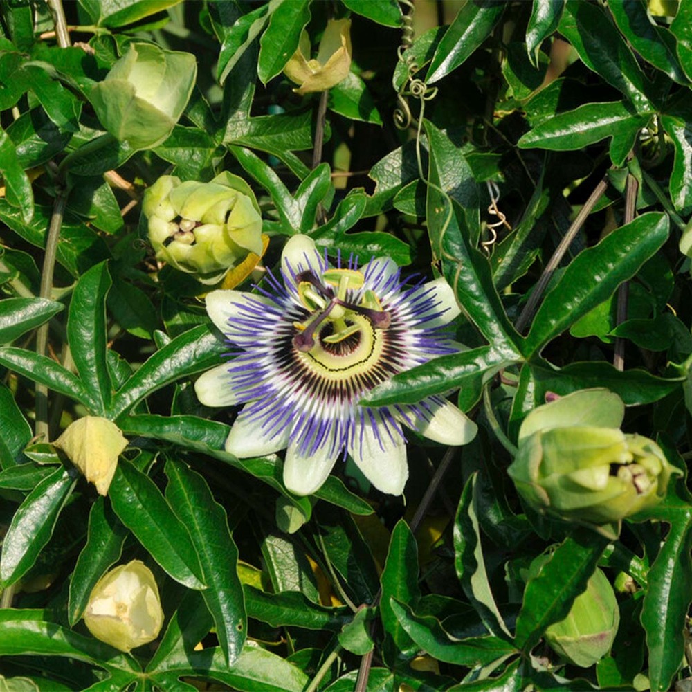 Passiflora caerulea – passiflore – plante grimpante – rustique – ⌀15 cm - ↕ 60-70 cm