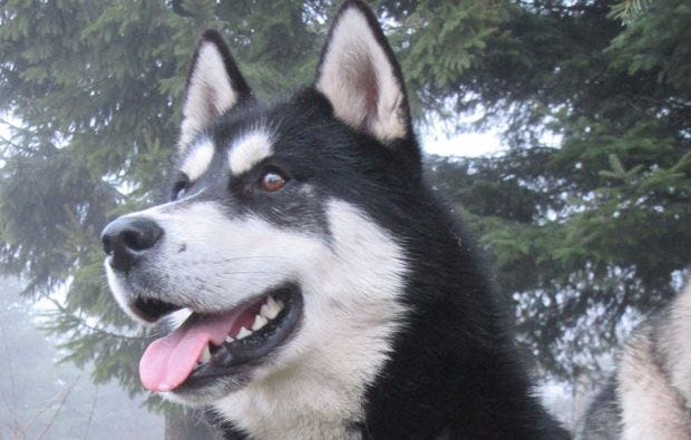 Husky & Schlittenhunde  in Bad Herrenalb als Geschenkidee