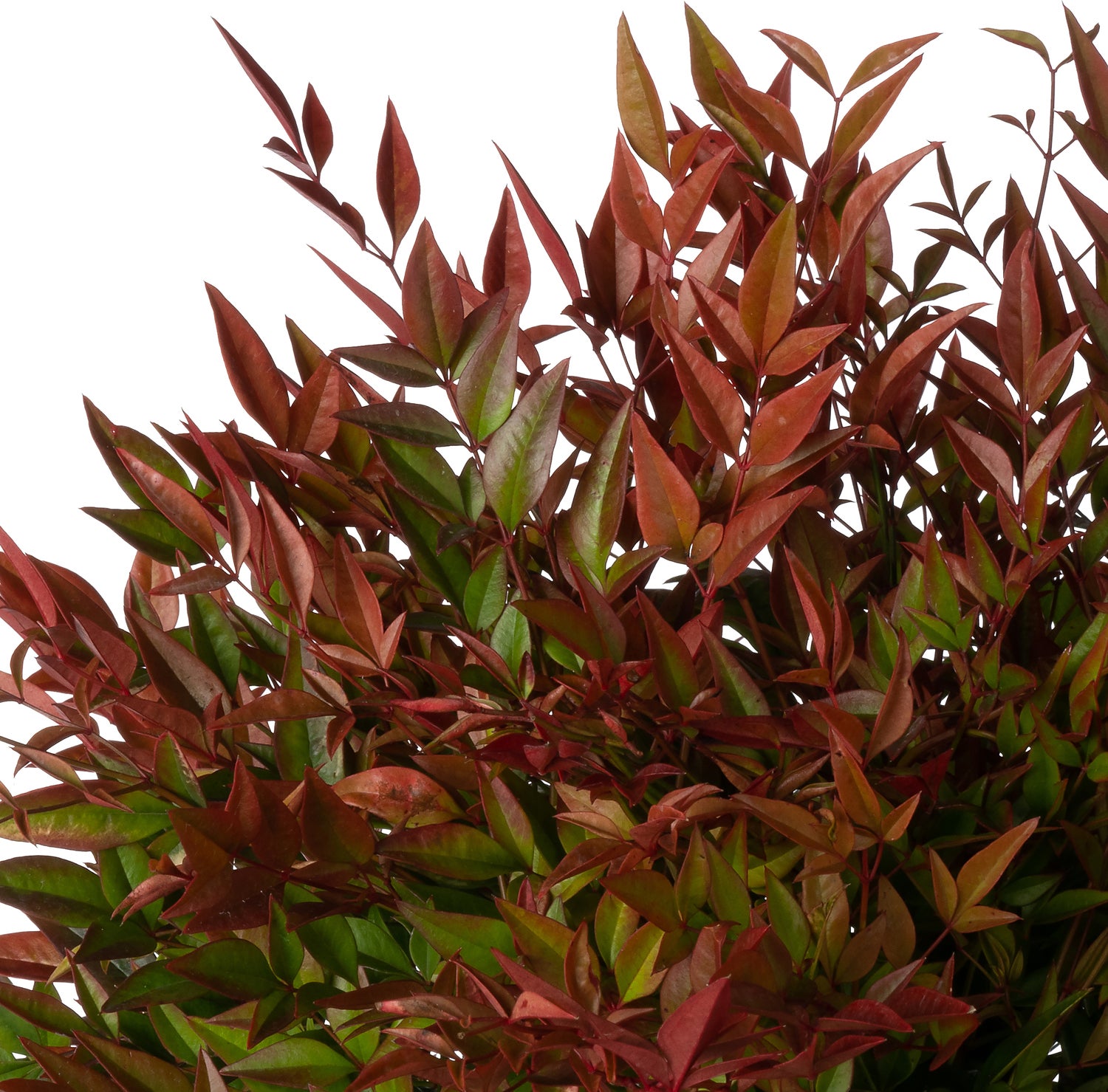 Hemelse Bamboe (Nandina domestica 'Gulfstream') D 23 H 40 cm