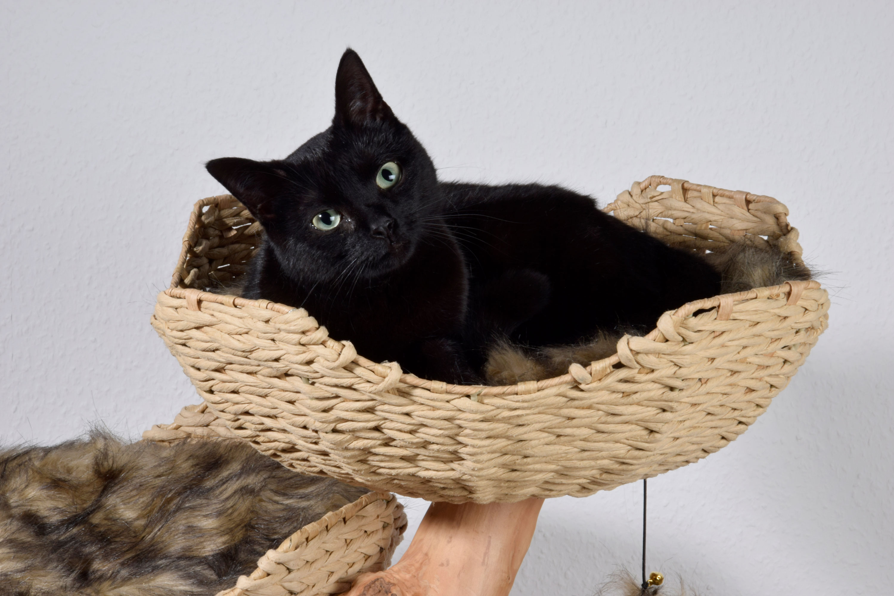 Design-Katzenmöbel 