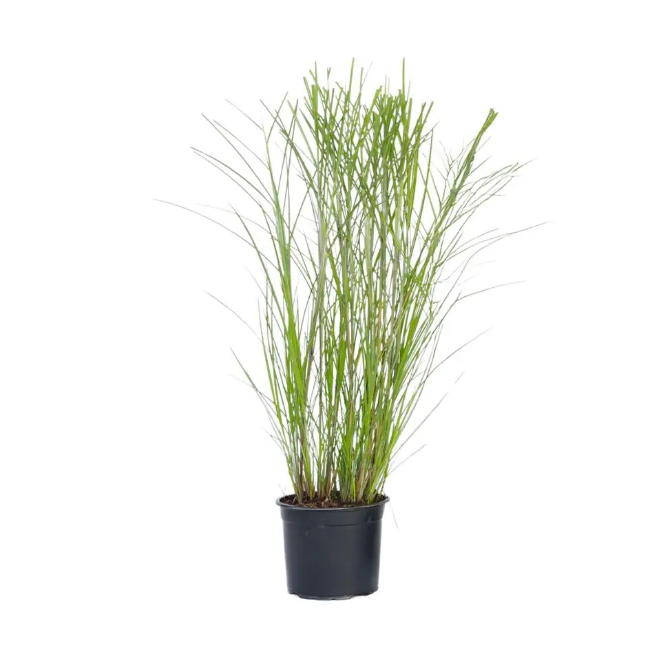 Prachtriet - Miscanthus sinensis 'Gracillimus' - Hoogte 40-60cm - ⌀23cm