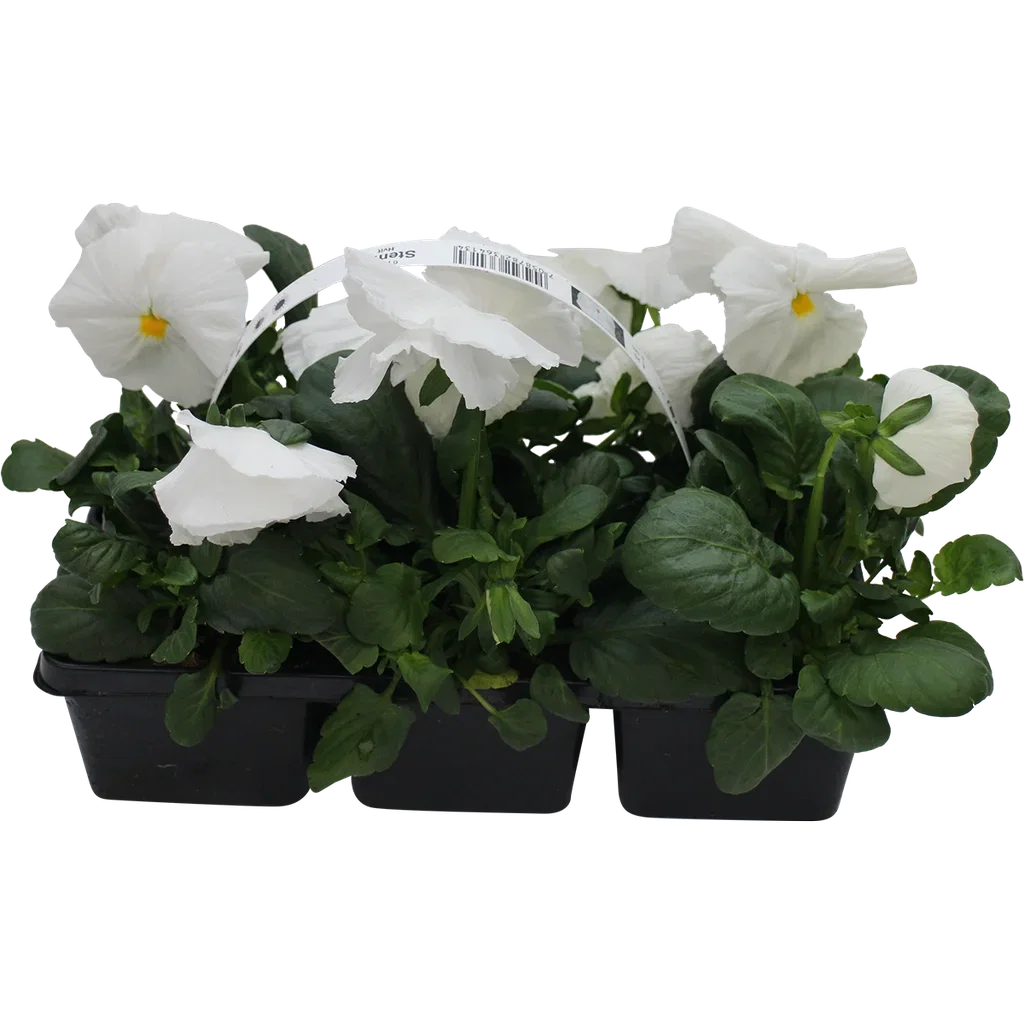Viola x wittrockiana Stemor storblomstret 6 pk
