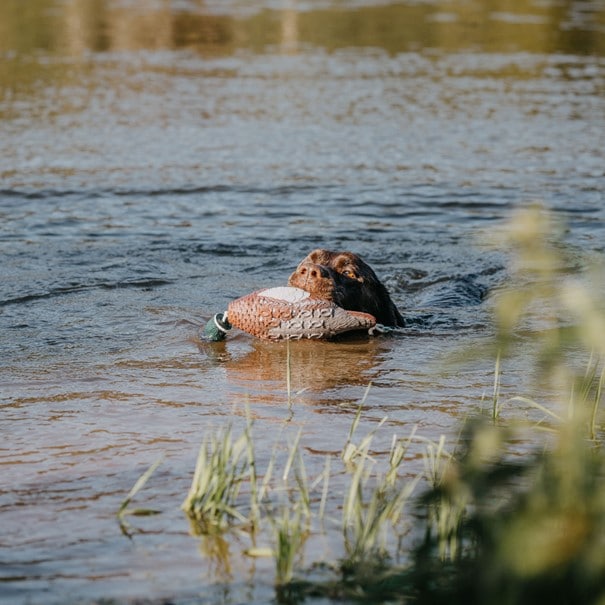 HP&G Training Tool Pheasant<br>Til trening av hund!