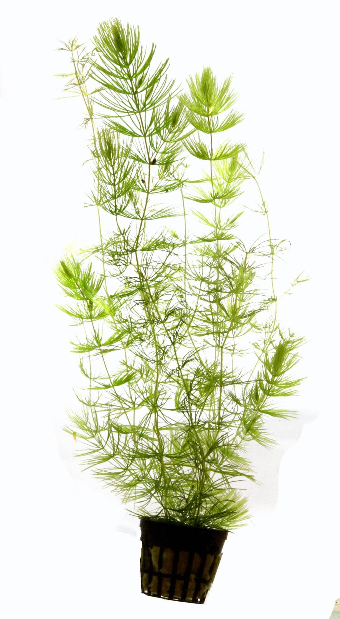Planta Tropica Iberia Ceratophyllum Demersum 'rabo de raposa'