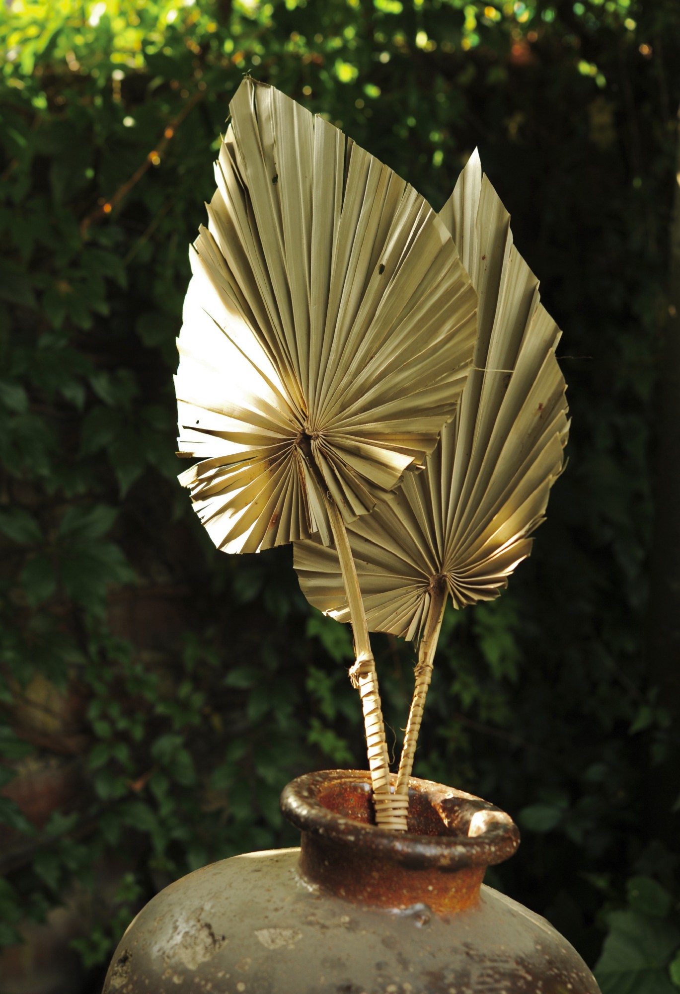 Palmyra-Palmwedel-Duo, H 100 cm von fischer's lagerhaus