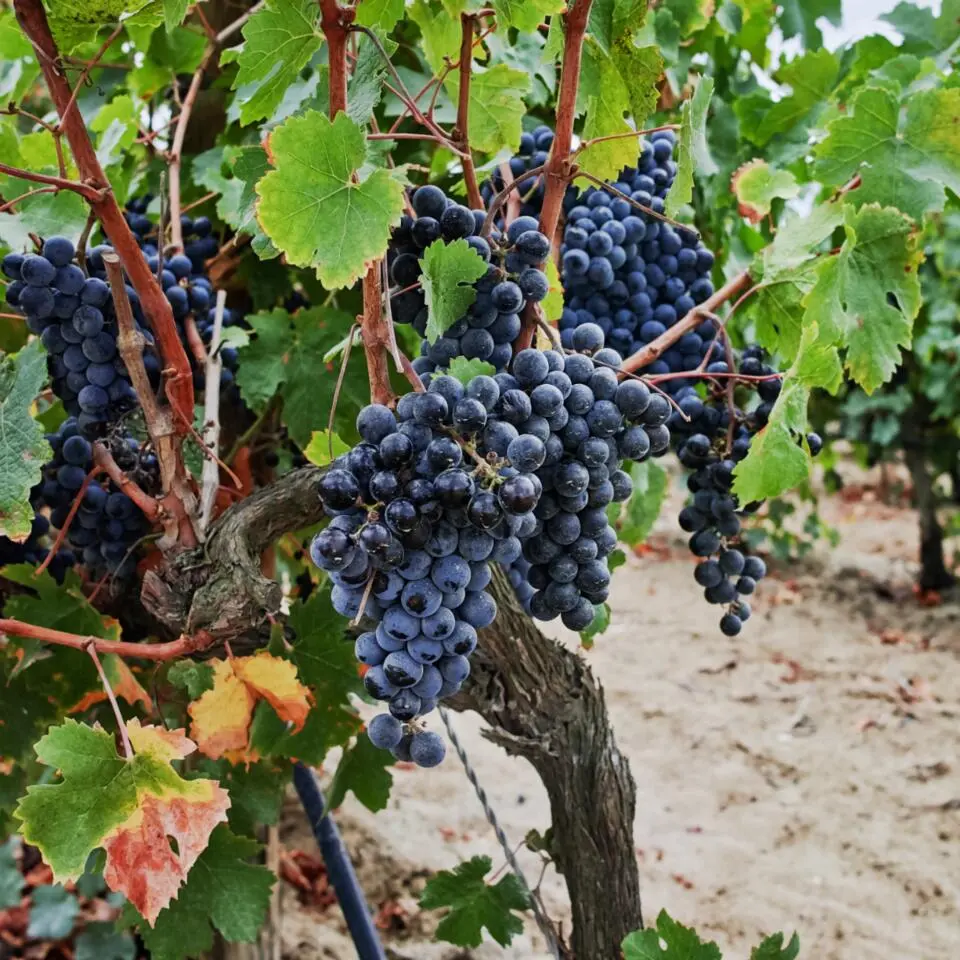 Druivenplant - Vitis vinifera ‘Nero’ - Hoogte 60-75cm - ⌀21cm