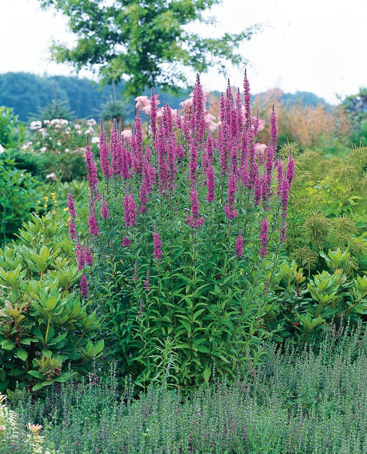 Grote Kattenstaart (Lythrum salicaria) D 9 H 10 cm