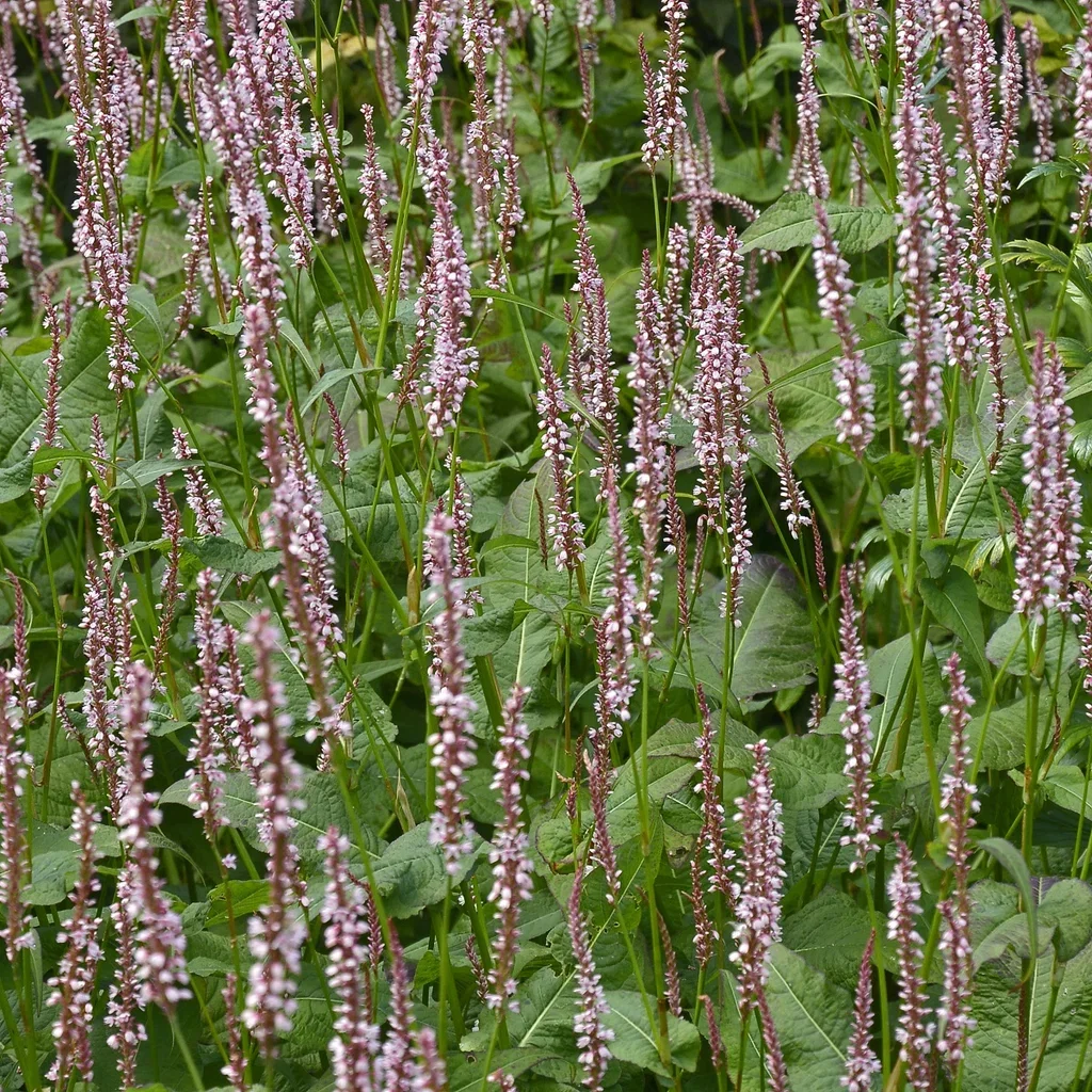 Persicaria amplexicaule 'Rosea' Blodslirekne 'Rosea' Ø11 cm